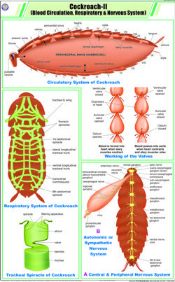 Cockroach ll Blood Circulation, Respiratory & Nervous System