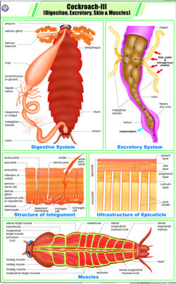 Cockroach lll Digestion, Excretory, Skin & Muscles
