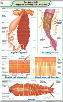 Cockroach lll Digestion, Excretory, Skin & Muscles