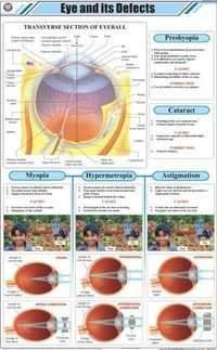Eye and its Defects Chart