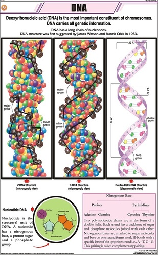 DNA Chart