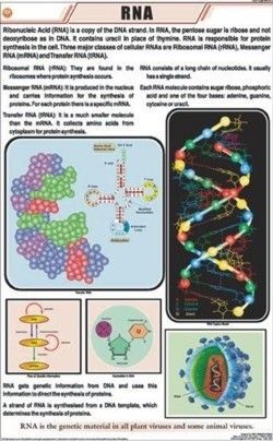 Rna Chart