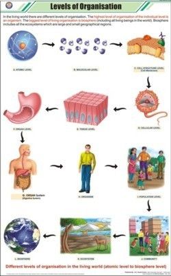 Levels of Organization chart