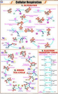 Cellular Respiration Chart