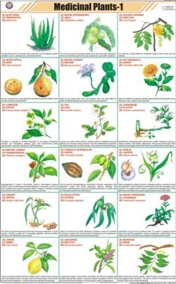 Medicinal plants-I Chart