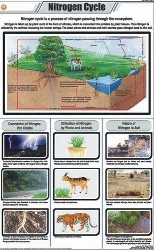 Nitrogen Cycle Chart