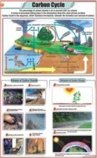 Carbon Cycle Chart