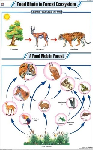 Food Chain in Forest Ecosystem Chart