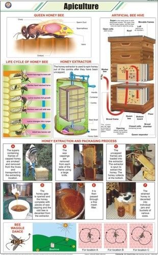 Apiculture (L.H.Honeybee) Chart