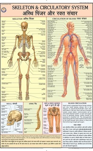 Skeleton & Circulatory System Chart