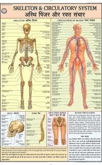 Skeleton & Circulatory System Chart