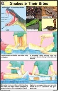 Snakes & their bites Chart