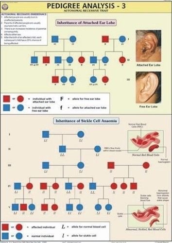 Pedigree Analysis-3 Chart