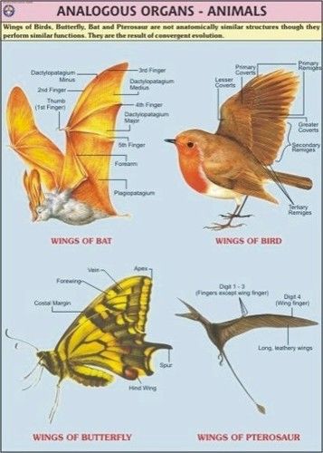 Animal Analogous Organs Chart