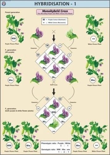 Hybridisation-1 (Monohybrid Cross) Chart