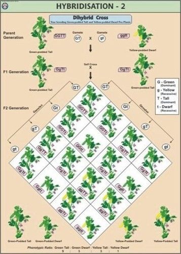 Hybridisation-2 (Dihybrid Cross) Chart