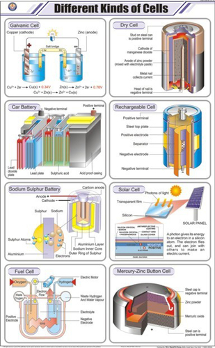 Different Kinds of Cells Chart