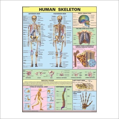 The Skeleton Chart