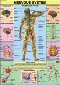 Nervous System Chart