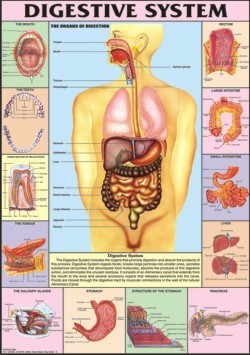 Digestive System Chart