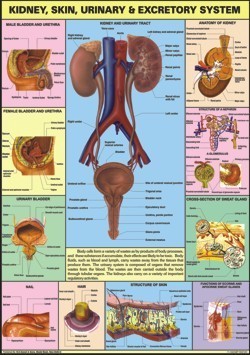 Kidney, Skin & Excretory Organs Chart