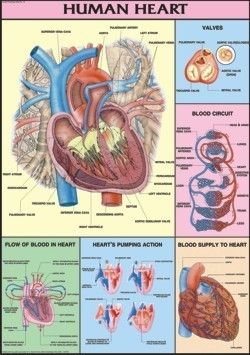 Human Heart Chart