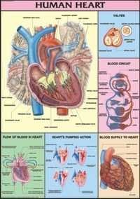 Human Heart Chart