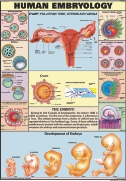 Human Embryology Chart