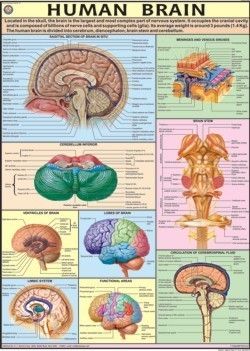 Human Brain Chart