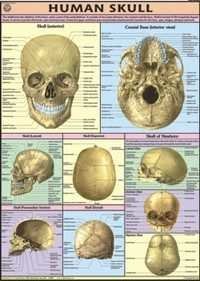 Human Skull Chart