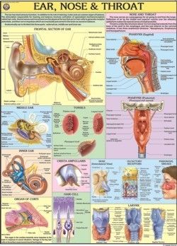 Ear, Nose, Throat Chart