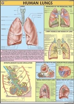 Human Lungs Chart