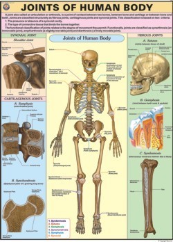 Joints of the Body Chart