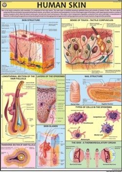 Human Skin Chart