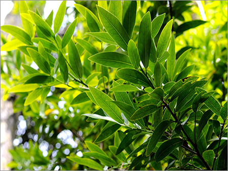 Bay Leaf