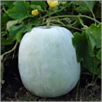Ash Gourd