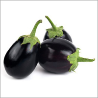 Eggplant (Brinjal)