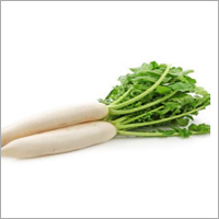 Radish