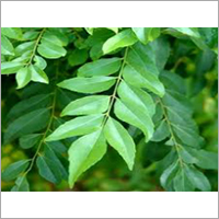 Curry Leaves