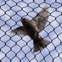 Bird Protection Netting - Nylon & Hdpe Material, Weather-proof Net Installation For Effective Bird Control
