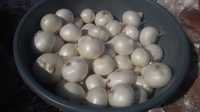 Fresh White Onion