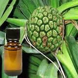 Kewra Oil