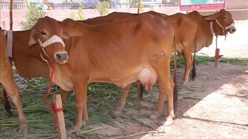 Shaiwal Cow