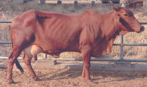Red Sindhi Sahiwal Cow