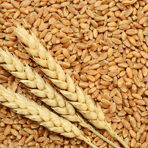 Organic Wheat