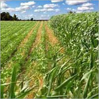 Silicone Spreader - Liquid, 97% Purity, Controlled Release | Ideal For Agricultural Use, Preserves Crop Vegetation