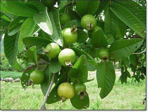 Guava Tree