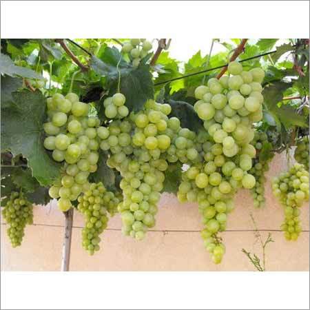 Grapes Plant