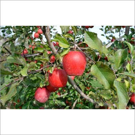 Apple Plant