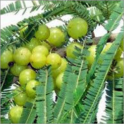 Amla Plant